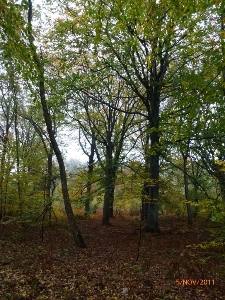 Champignons Le Mesle 14